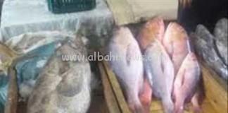 قرار الصيد البحري بتوقيف العمل بسمك العبور يثير سخط تجار السمك بأكادير