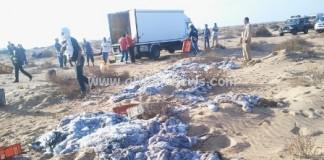 إتلاف 8 طن من الأخطبوط المهرب بعد حجزها بأخفنير