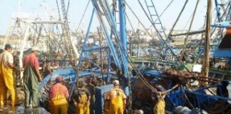 احباط محاولة جديدة لتهريب السمك بميناء آسفي