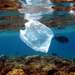 Egypt – Pollution – Plastic bag along a coral reef