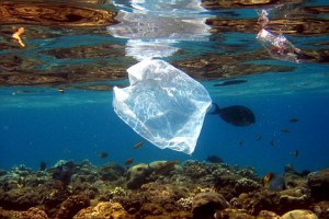 Egypt - Pollution - Plastic bag along a coral reef