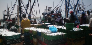 مفرغات الأسماك تسجل إرتفاعا طفيفا بميناء العيون