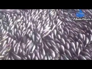 شريط فيديو انفردت به “البحر نيوز” يقود الى التحقيق مع المتلاعبين في التروة السمكية