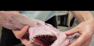 العثور على سمكة قرش نادرة قبالة سواحل أستراليا