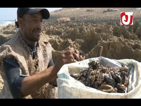 تحذير من استهلاك ”بوزروك” بالمناطق البحرية الغير مصنفة بالمملكة