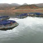 إنتاج عشرة ألاف طن من الأسماك بسد مولاي الحسن الأول يعيد البسمة لفلاحي الإقليم