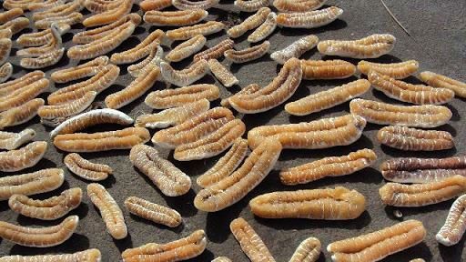 dried_sea_cucumber_with_the_most_competitive_price