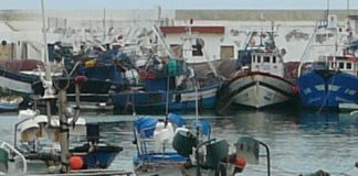 المضيق .. ميناء المدينة يستعيد حيويته تدريجيا بعد عودة تسيدها سمك العبور