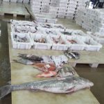 سوق السمك بالعيون