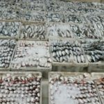 أسماك المضيق سوق السمك (2)