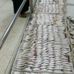 أسماك المضيق سوق السمك (6)