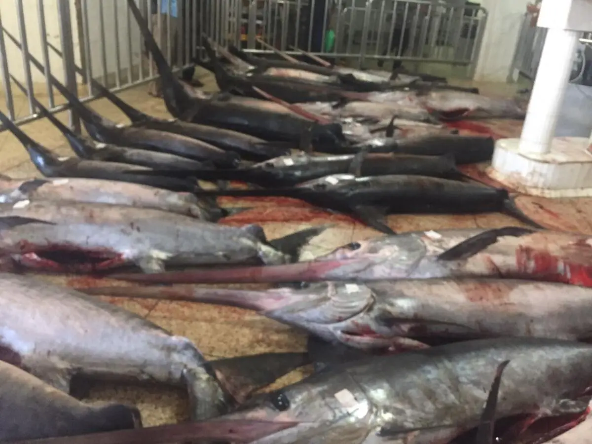 غليان في ميناء طنجة بسبب التونة وسط أنباء عن تكبد مهنيي الصيد خسائر مادية فادحة بعد ساعات من الإحتجاج