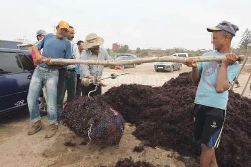 مهنيو الطحالب يواصلون الاحتجاج رغم الإجراءات التنظيمية للوزارة