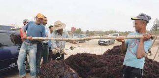 مهنيو الطحالب يواصلون الاحتجاج رغم الإجراءات التنظيمية للوزارة