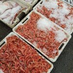سوق السمك بالمضيق (2)