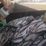 حجز أسماك ميناء أكادير 15 يناير 2018 (5)