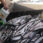 حجز أسماك ميناء أكادير 15 يناير 2018 (6)