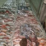 سوق السمك بالجملة الحسيمة (1)