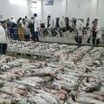عرض كميات كبيرة من سمك الزريقة سوق السمك بالعيون5 يناير 2018 (1)