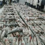 عرض كميات كبيرة من سمك الزريقة سوق السمك بالعيون5 يناير 2018 (2)