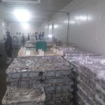 سوق السمك الوطية (3)