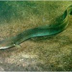 European-eel