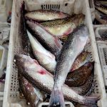 سوق السمك بميناء أكادير الإثنين 28 ماي 2018 (5)