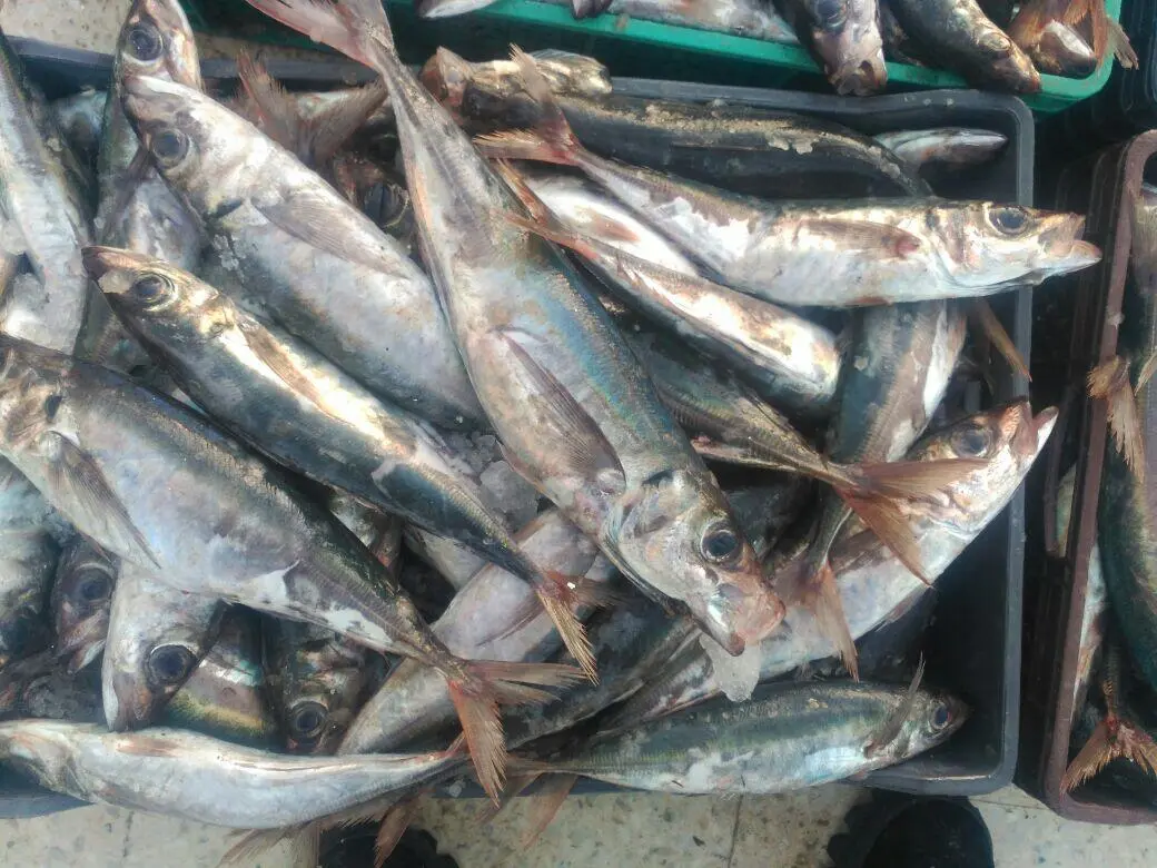 سواحل طنجة تغري مراكب السردين بعد ظهور رشم الشرن بالمصايد المحلية
