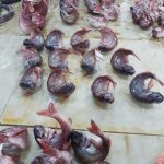 سوق السمك طانطان الوطية