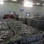 سوق السمك العيون (4)