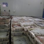 سوق السمك العيون (6)