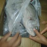 IMG-20190513-WA0032