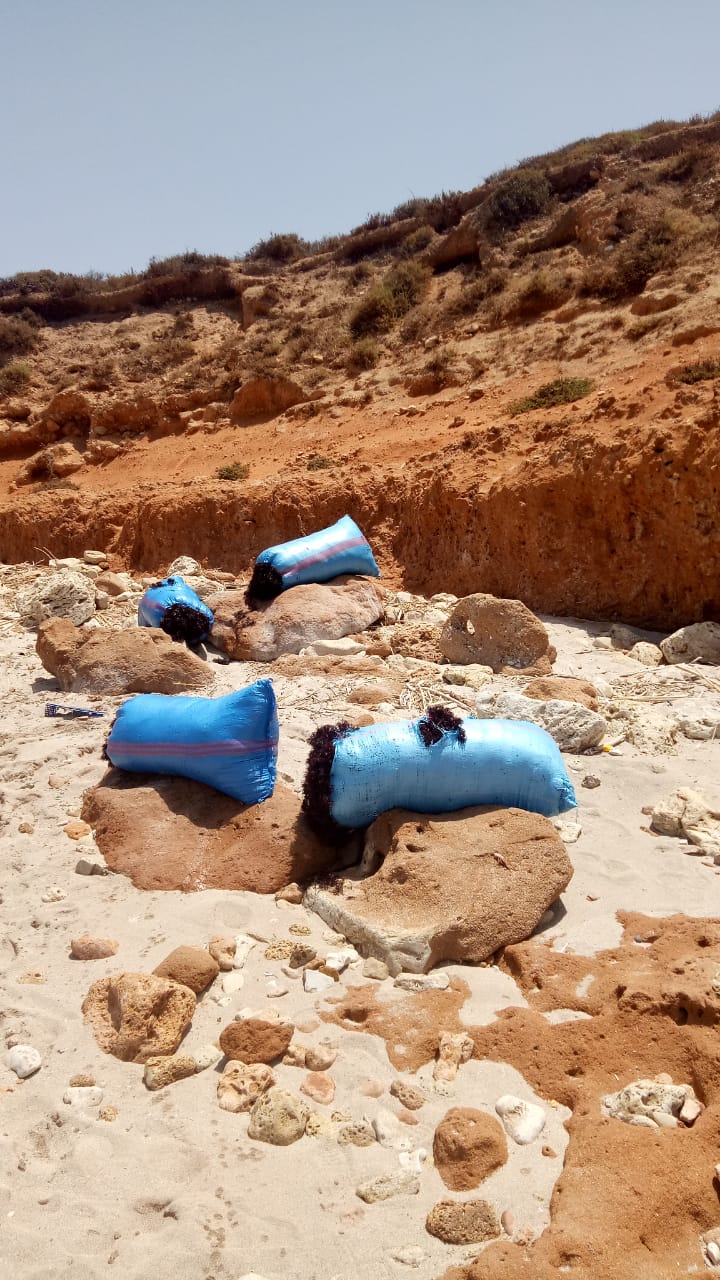 آسفي .. حجز 600 كلغ من الطحالب تم جنيها في عز راحتها البيولوجية