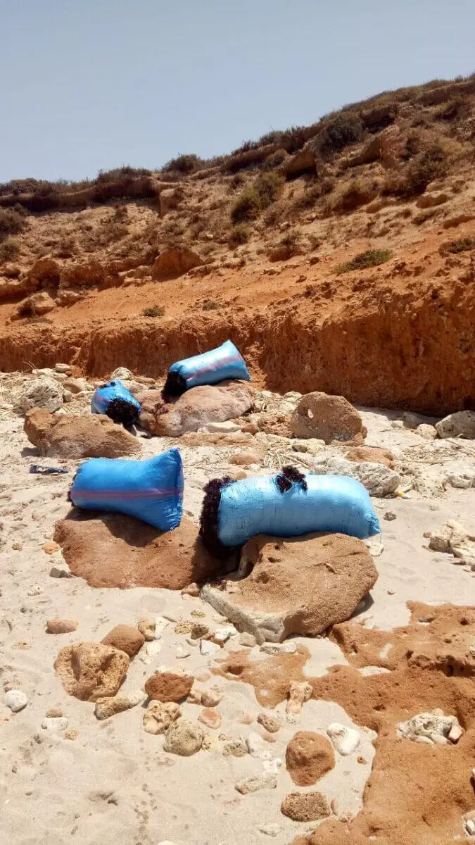 آسفي .. حجز 600 كلغ من الطحالب تم جنيها في عز راحتها البيولوجية