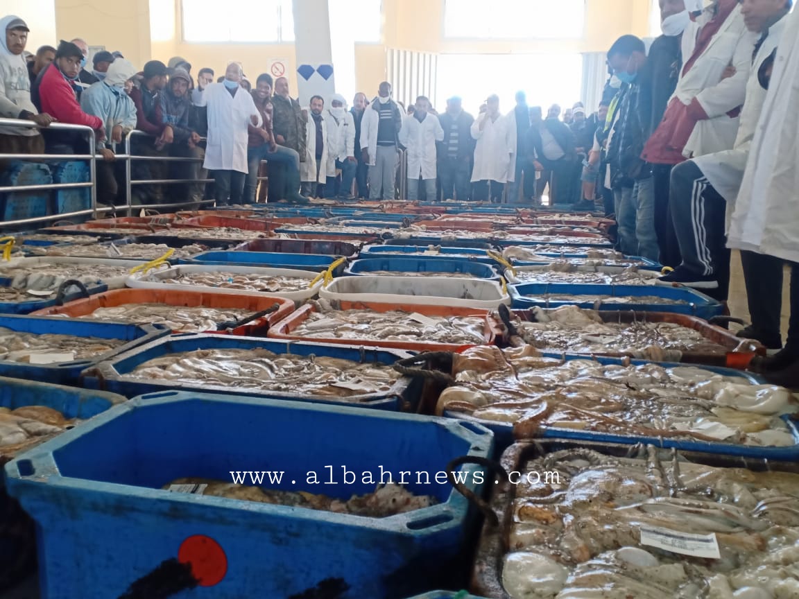 أخطبوط .. الصيد التقليدي بالداخلة يستنفذ 58 في المائة من الكوطا الموسمية بقيمة تجاوزت 178 مليون درهم