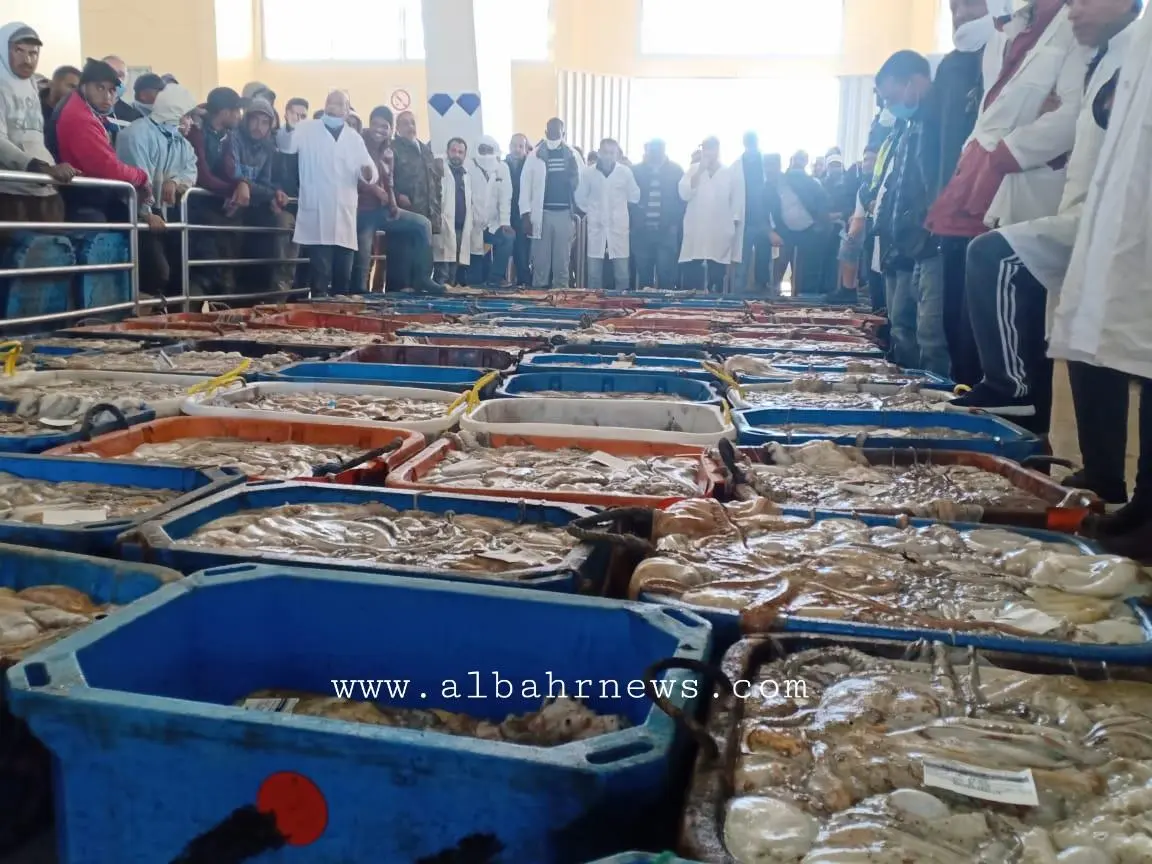 أخطبوط .. الصيد التقليدي بالداخلة يستنفذ 58 في المائة من الكوطا الموسمية بقيمة تجاوزت 178 مليون درهم