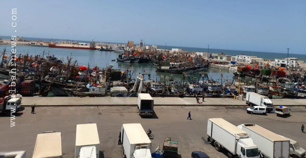 العيون .. “بورباج” السردين يسائل جهود التثمين وسط مطالب بتعزيز الآليات التنظيمية