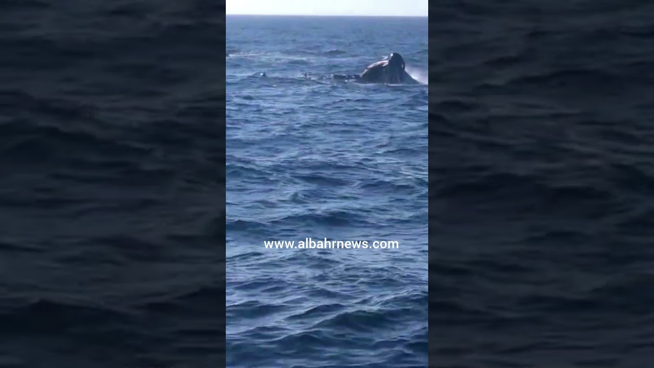 بالفيديو .. اللحظات الأخيرة من غرق مركب الصحراء-5 وإجلاء طاقمه إلى ميناء الداخلة