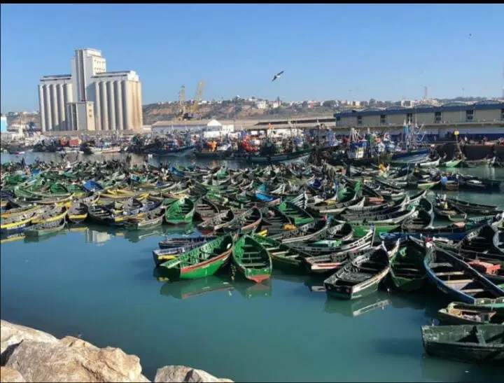 اسفي.. مندوبية الصيد البحري تعلن عن إجراءات لموسم الأخطبوط الصيفي 2023