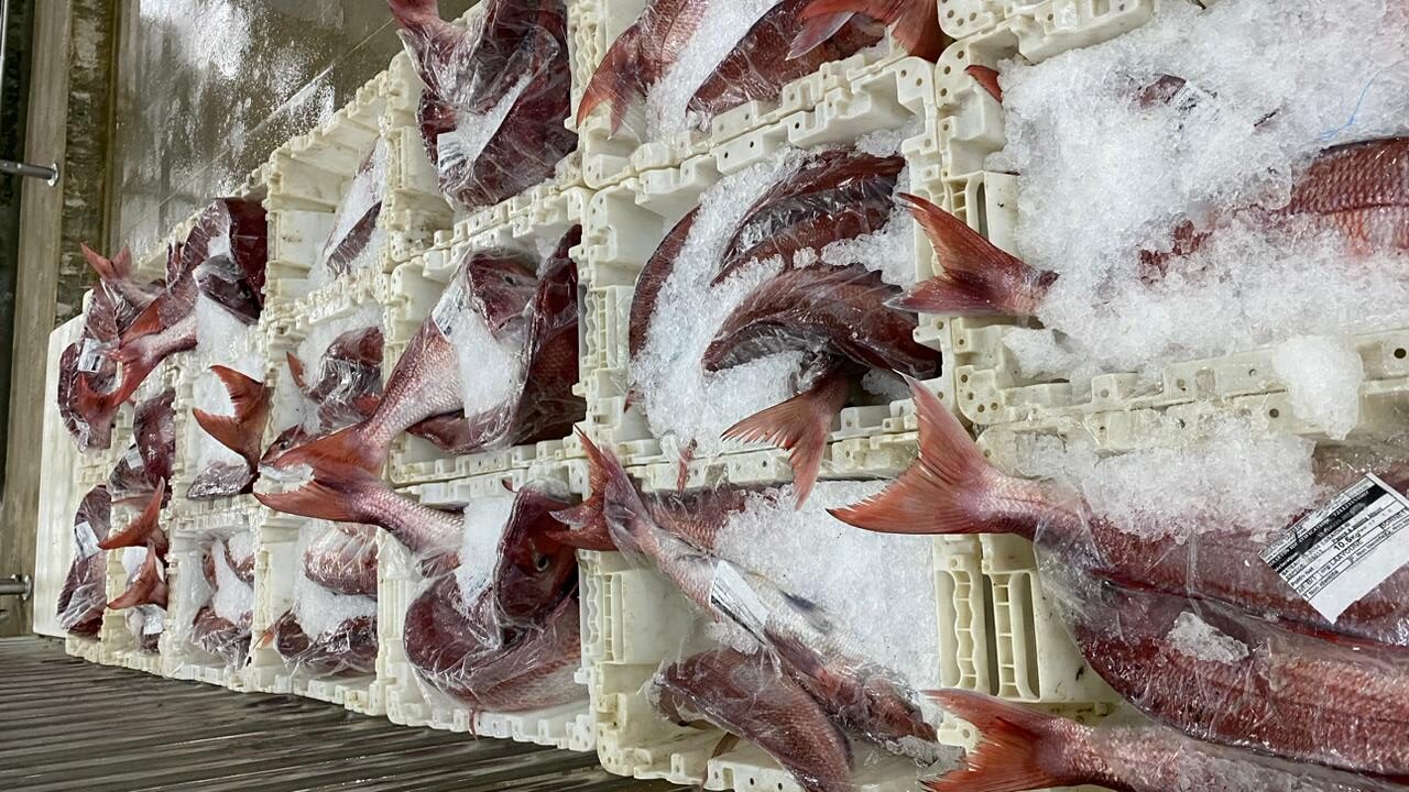 العيون .. إنتعاشة قوية لسوق السمك بالميناء مع بداية رمضان ومصادر