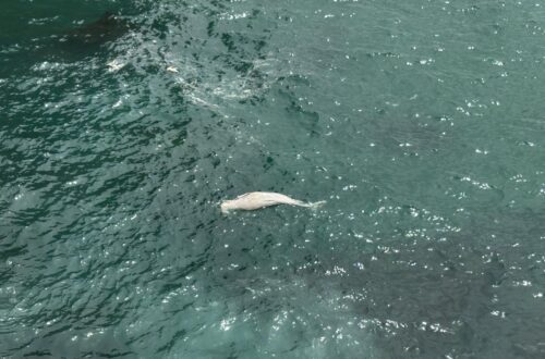 IMG-20250618-WA0040