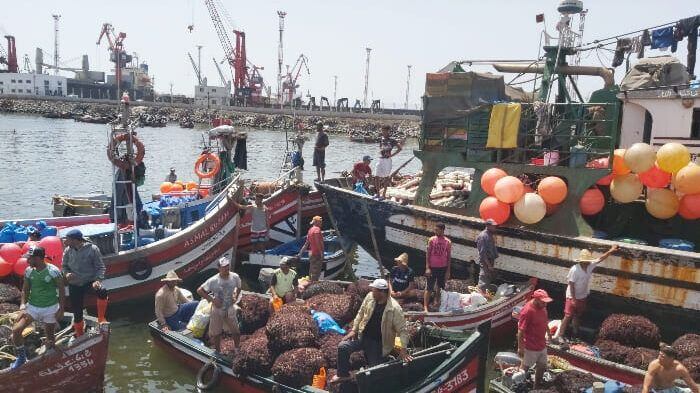 مفرغات الطحالب تحقق إنتعاشا مهما بالواجهتين الأطلسة والمتوسطية في 2025
