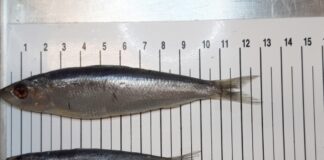 بين الرباط و أكادير .. جدل الأحجام يعطّل إعتماد القياس الطولي لصغار الأسماك السطحية