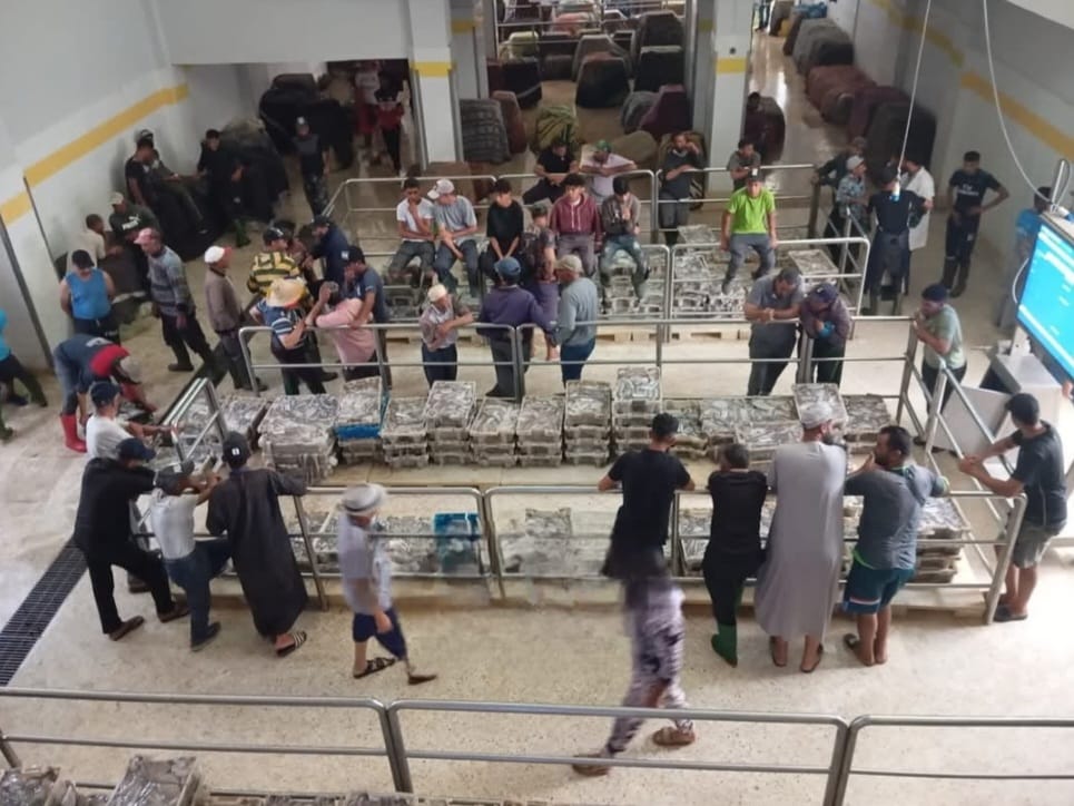 الصويرة القديمة .. مفرغات الأخطبوط تنعش رواج سوق السمك