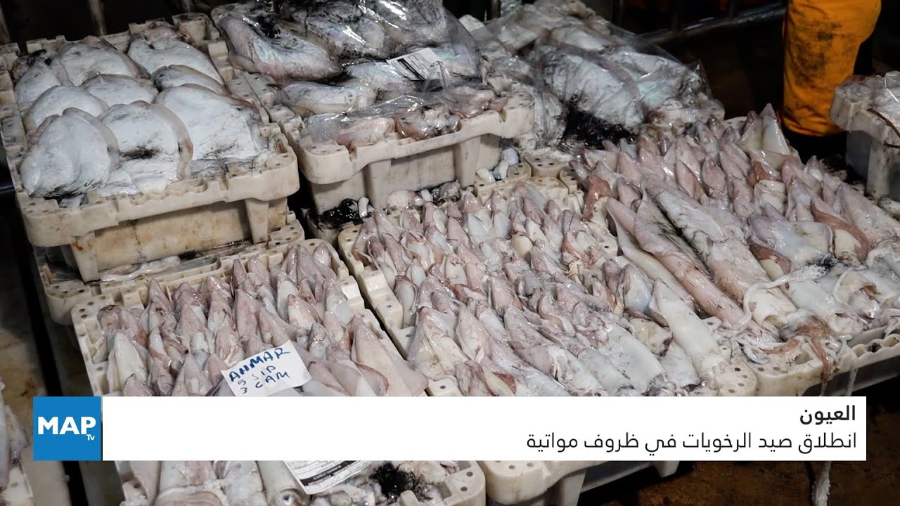 العيون.. انطلاق صيد الرخويات في ظروف مواتية (ربورتاج MAP)