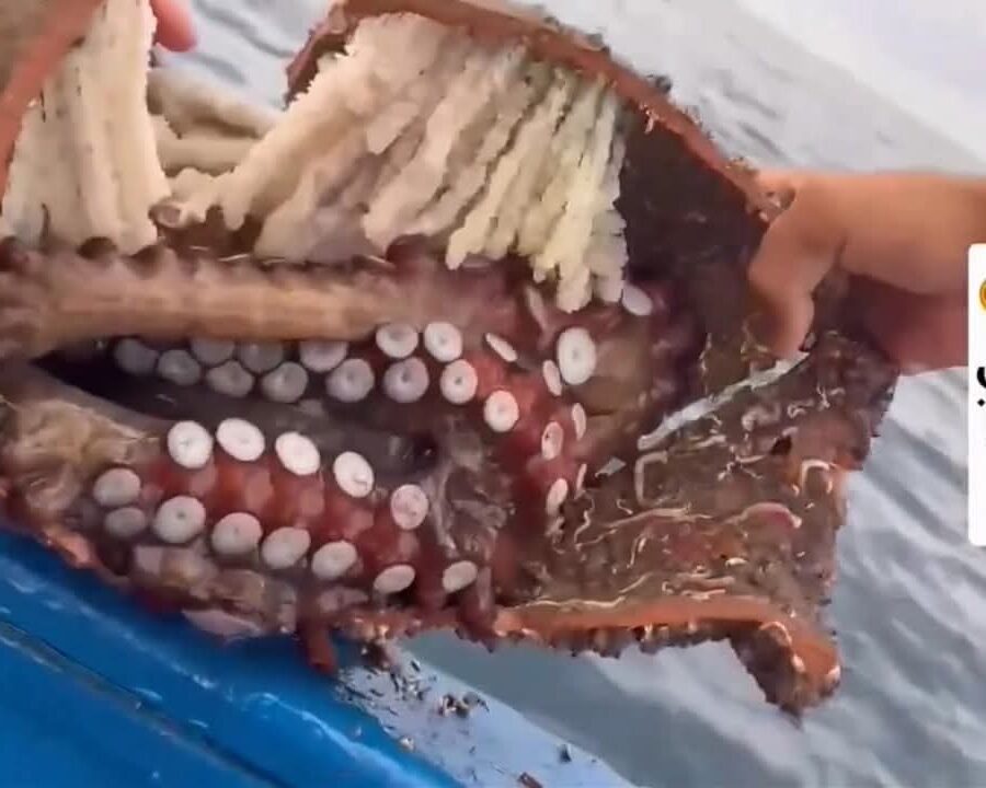 فيديو متداول يثير غضب البحارة بعد قتل أنثى أخطبوط تحضن بيضها في غراف طيني ..!