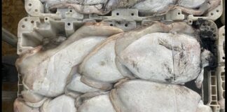 الرخويات .. 2025 تسجل تراجعا في الحجم و القيمة لدى الصيد الساحلي والتقليدي