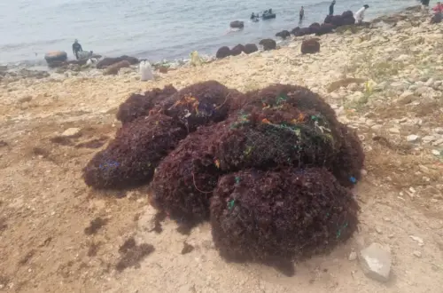 حجز- طحالب- شاطئ -سيدي -بوزيد -الجديدة