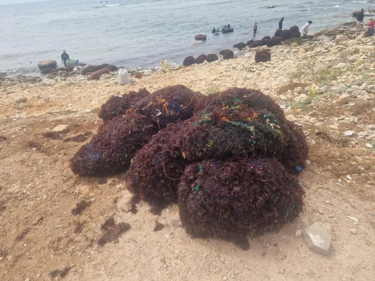 الجديدة .. حجز كميات من الطحالب يفضح نزيف الإستغلال غير المشروع خلال فترة الراحة البيولوجية