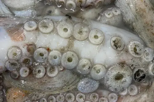 أخطبوط أخطبوط